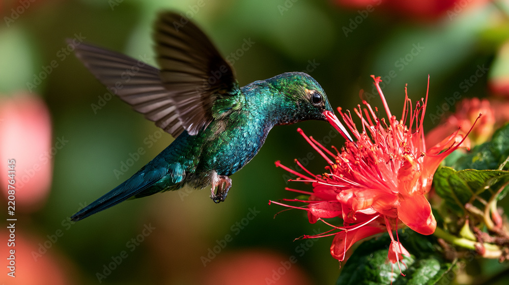 Fototapeta premium A vibrant hummingbird hovering near a striking red flower, showcasing its iridescent feathers in the sunshine, illustrating the beauty of nature and wildlife.