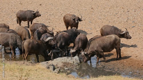 African of Cape buffaloes (Syncerus caffer) drinking at a waterhole, Kruger National Park, South Africa