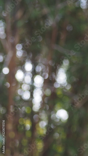 Mystical blurred forest overlay effect for design