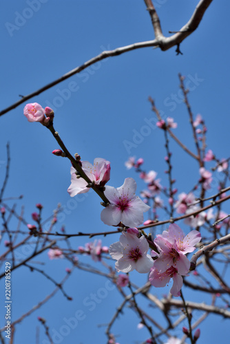 アーモンドの花