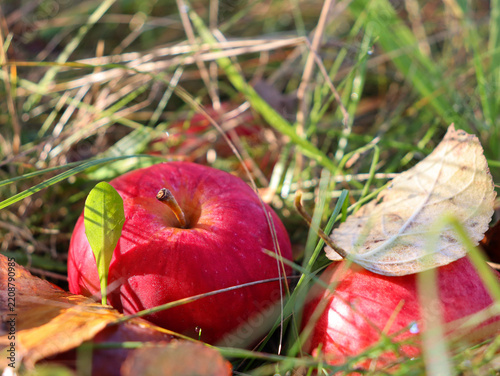 Red apples lie on green grass with fallen leaves around them during