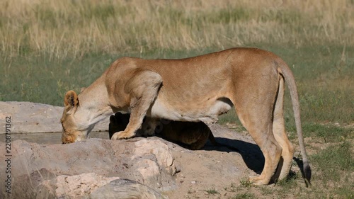 A lioness (Panthera leo) drinking at a waterhole, Kalahari desert, South Africa