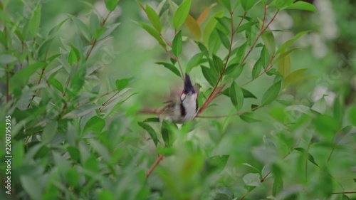 Black crested songbird perched on reddish branch among dense glossy green leaves, upright raised crest and alert posture in shaded shrub habitat during daylight calm moment