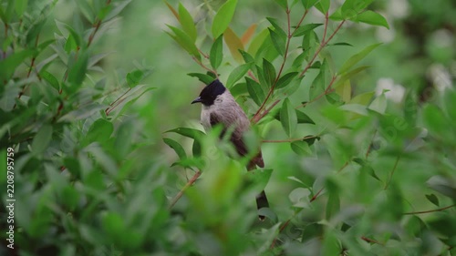 Black crested songbird perched on reddish branch among dense glossy green leaves, upright raised crest and alert posture in shaded shrub habitat during daylight calm moment