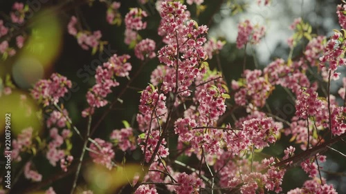 Close-up view of cherry blossom canopy with dense pink blossoms, thin brown branches, and layered depth with softly blurred background under daylight