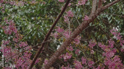 Squirrel perched on slender tree branches among dense pink blossoms in spring, close wildlife view with soft daylight and layered green foliage in tranquil outdoor setting