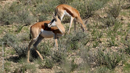 Springbok antelopes (Antidorcas marsupialis) feeding in natural habitat, Kalahari desert, South Africa