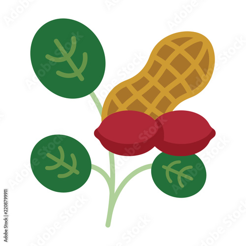Peanut plant with green leaves and red seed pods on white background simple illustration