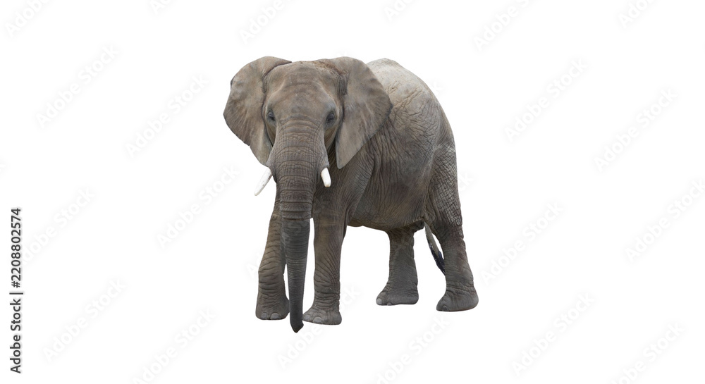 Obraz premium Majestic African elephant standing isolated on black background