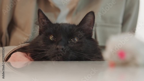 Close up of black cat resting on its forepaws with eyes open and closed looking at camera while being gently petted by hand. white plush toy mouse is visible in foreground throughout. Indoor