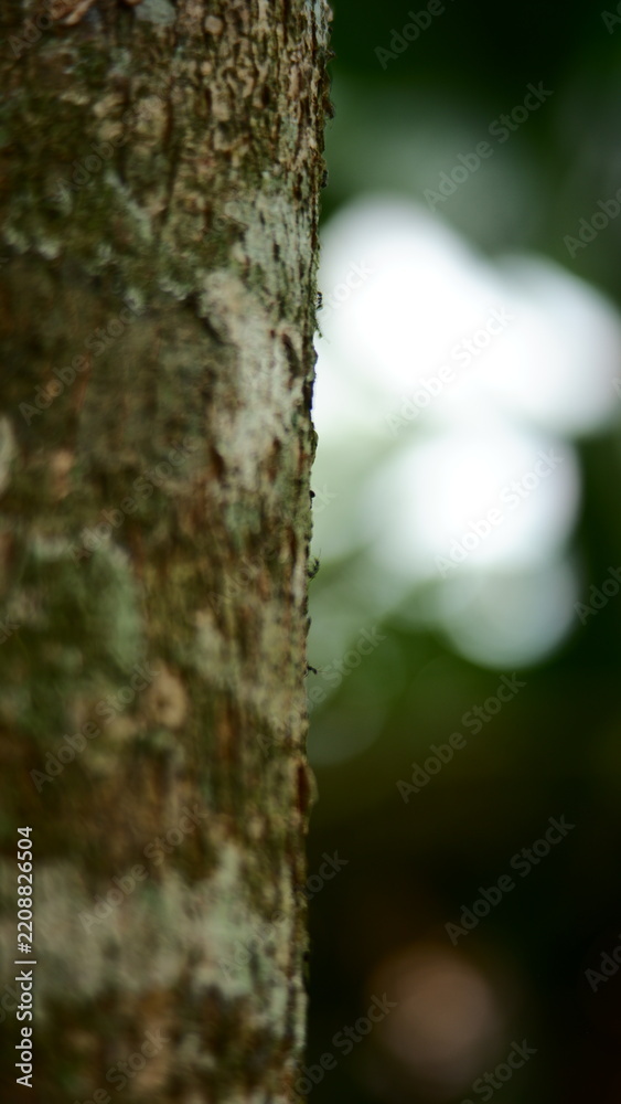 Fototapeta premium Ants march in a straight line along the rough bark of a rainforest.