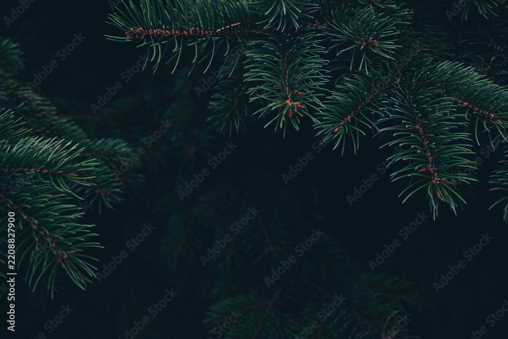 Fototapeta premium Real dark green spruce branches with a sharp needle texture against a deep forest shadow. Pairs with a moody christmas album cover and dark cottagecore aesthetic holiday background with copy space.