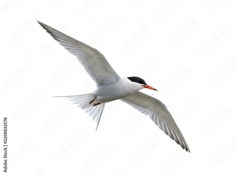 Obraz premium White tern bird flying over sky with wings spread.
