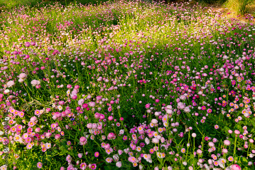 Everlasting spring wildflowers In Morning Light