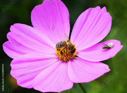 cosmos flower habitat