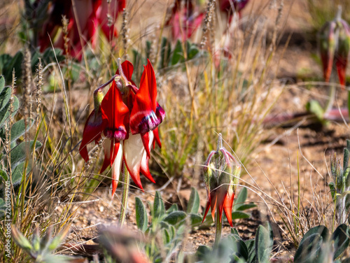 red and white Sturt's Desert Pea in flower