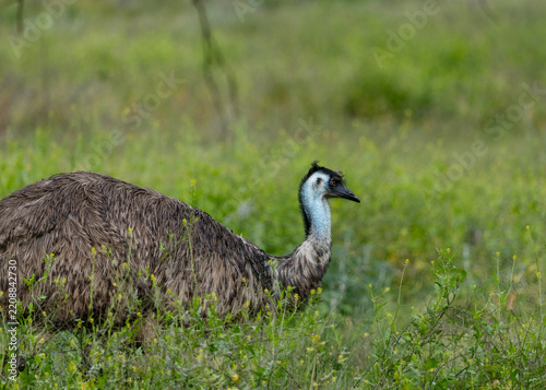 emu walking through green landscape