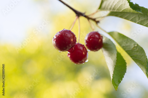 Red sour cherries growing on a cherry tree.