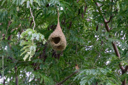 Fotografie An Asian golden weaver perches below its hanging woven nest among dense green br