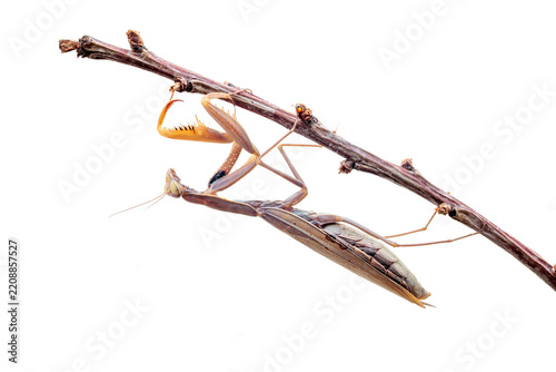 European praying mantis or Saint Teresa hanging from a branch.