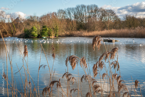 River Great Ouse in Bedford, UK with reeds in the foreground and waterfowl across the lake