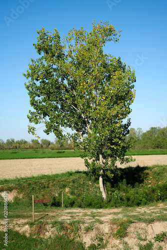 angurie