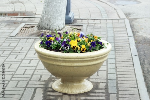 Beige planter holds a colorful array of pansies, with purple and yellow blooms brightening the tiled urban sidewalk.
