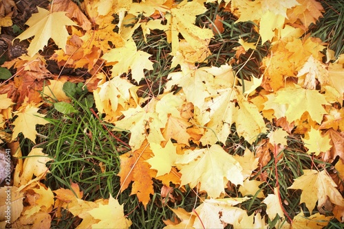 Vibrant layer of bright yellow autumn leaves covers the ground, interspersed with patches of green grass, embodying the essence of fall.