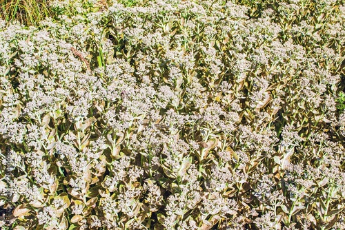 Dense cluster of small white flowers with green leaves covers the ground, creating a vibrant and textured plant tapestry under sunlight.