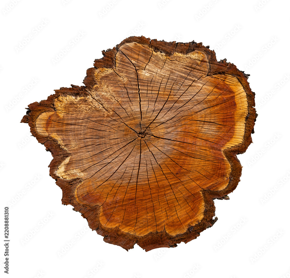 Obraz premium Cross section of a plum tree trunk, isolated on transparent background.