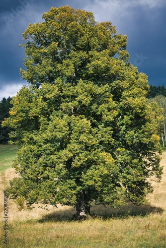 Large oak tree stands proud in open field