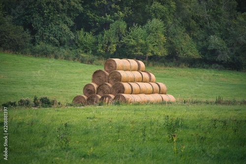 Golden hay bales rest in a sunlit meadow