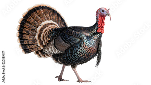 Obraz na plátně Male wild turkey with fanned tail feathers, isolated on transparent background