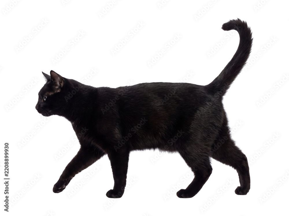 Fototapeta premium Black cat walking isolated on transparent background