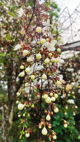 White Flower in Full Bloom During an Early Spring Morning