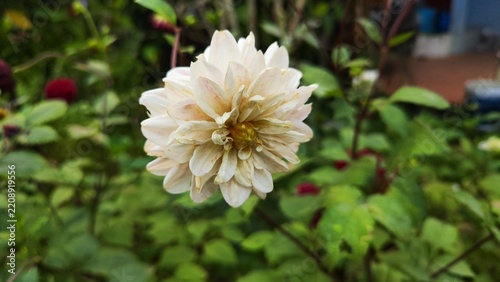 White Flower in Full Bloom During an Early Spring Morning