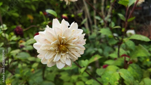 White Flower in Full Bloom During an Early Spring Morning