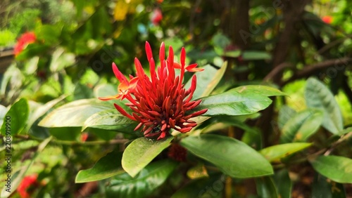 Red Flower in Full Bloom Amid a Natural Outdoor Setting