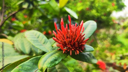 Red Flower in Full Bloom Amid a Natural Outdoor Setting