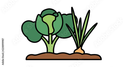 Fresh Cabbage and Onion Growing in Garden Bed, Healthy Organic Vegetables