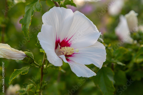 White rose of sharon flower (hibiscus syriacus)