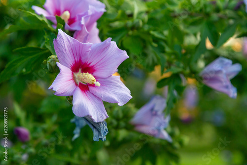 Pink rose of sharon flower (hibiscus syriacus)