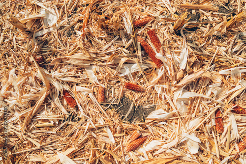 Dried corn cobs scattered across harvested maize residue in an agricultural field. Post-harvest crop remains, corn stover, biomass, agricultural waste and sustainable farming concept.