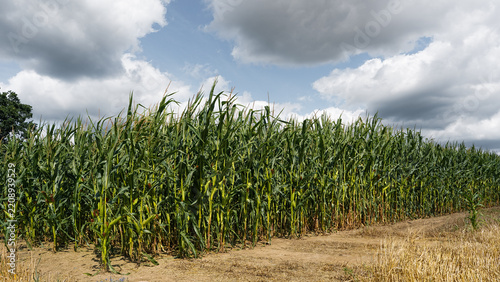 Maisfeld
