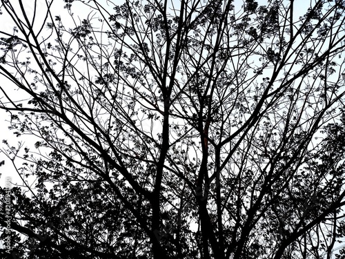 silhouette of a tree branch