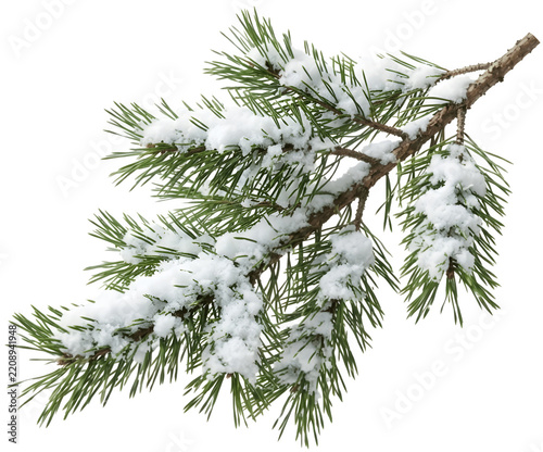 싱그러운 소나무 나뭇가지 위에 하얗고 포근한 눈이 소복이 쌓여 겨울의 정취를 전하는 눈 쌓인 솔가지, Snow-covered pine branch where white and cozy snow densely piles up on fresh pine tree branch conveying winter atmosphere