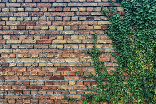 Brick wall with green ivy growing in a natural setting