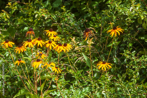 Blühender Gelber Sonnenhut in einem Vorgarten , Blumen, Deutschland