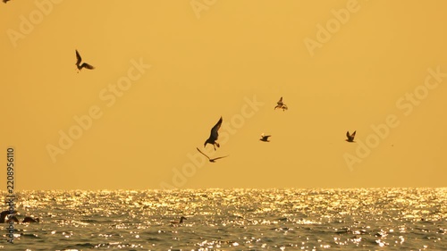 Sunset ocean birds flying over sparkling golden water surface during atmospheric evening time with copy space