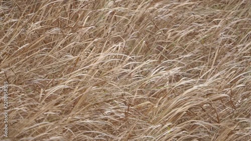Dry Imperata cylindrica (Alang-alang, ilalang, bladygrass, cogongrass, speargrass, silver-spike, satintail,) on the hill.